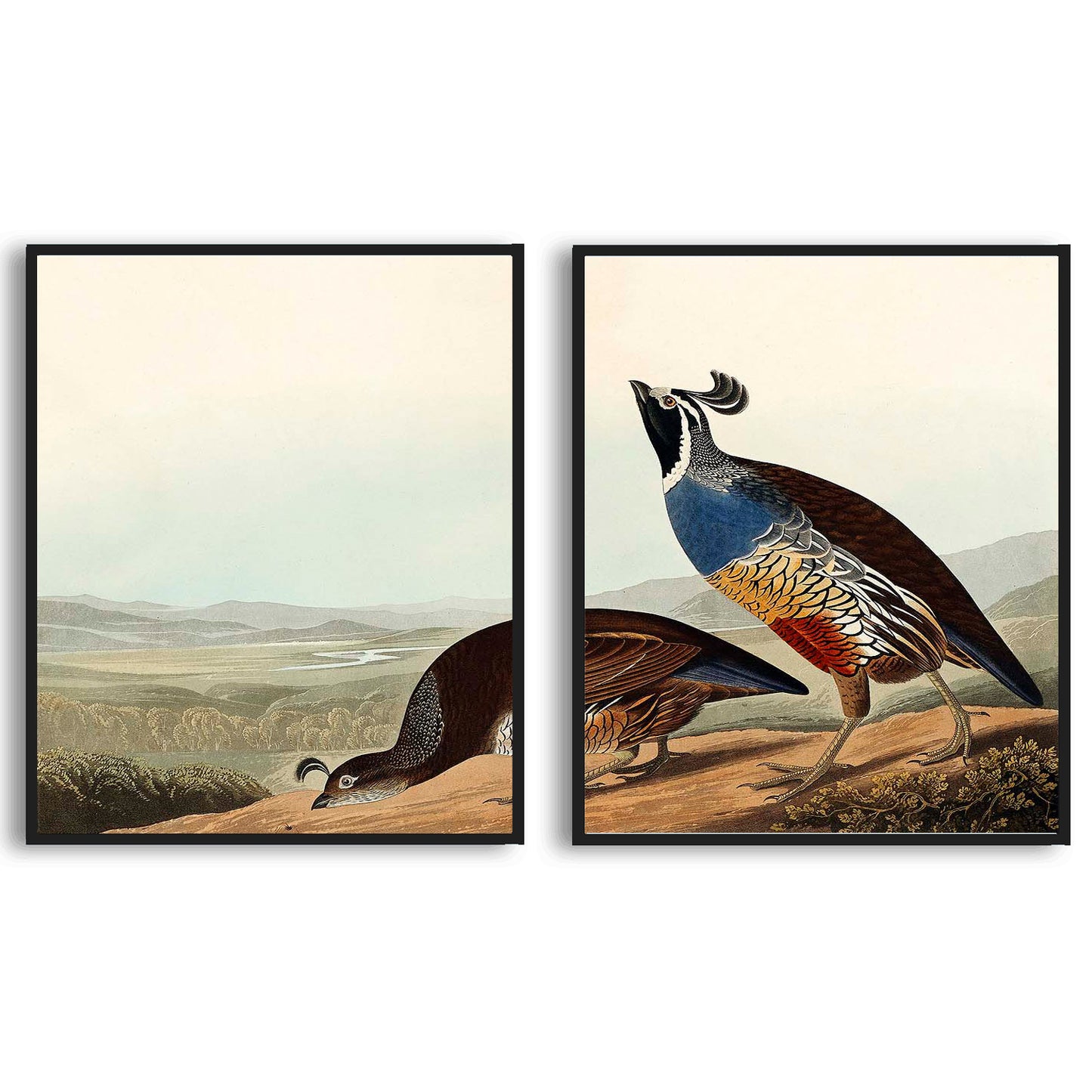 California Partridge by John J. Audubon | Choose Style | Size & Trim Color