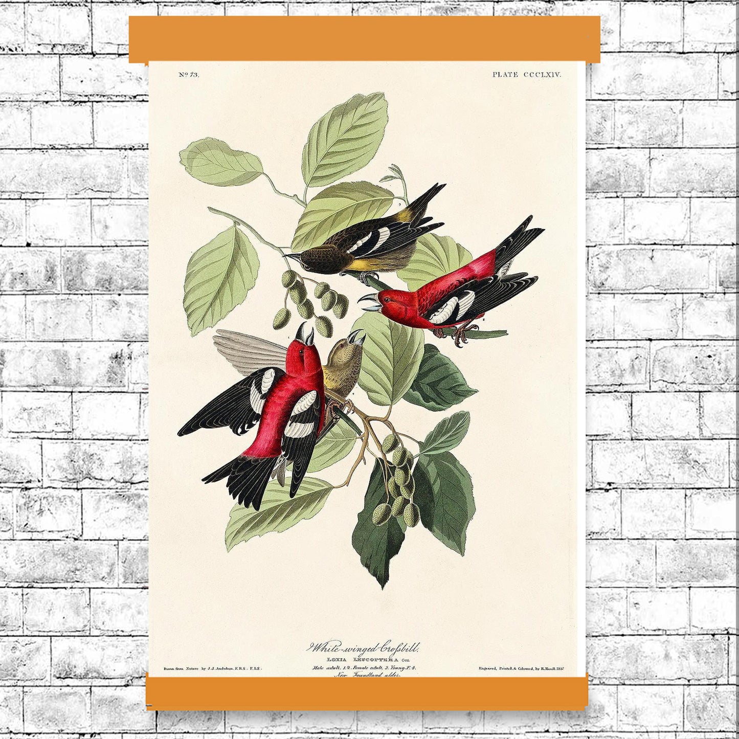 AA-White-winged Crossbill by John J. Audubon