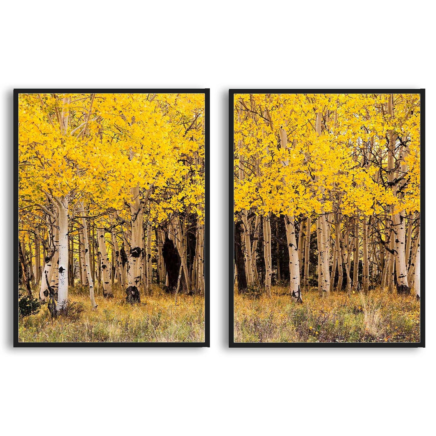 Fall Aspen in San Juan County Colorado | Choose Style | Size & Trim Color