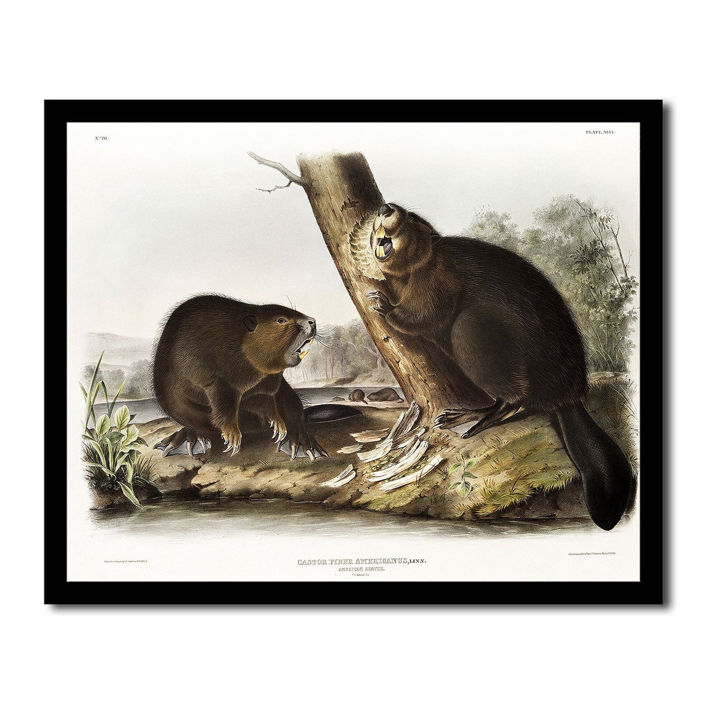 American Beaver by John J. Audubon