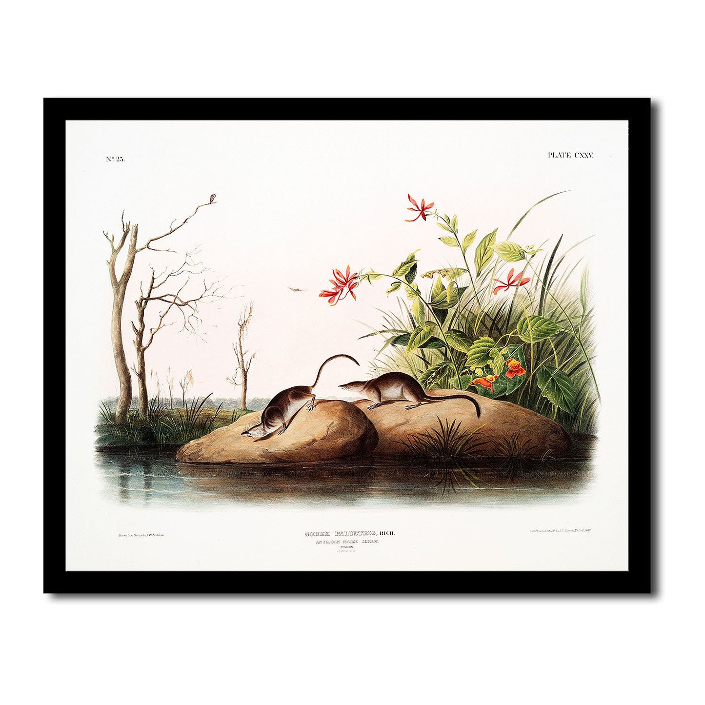 American Marsh Shrew by John J. Audubon