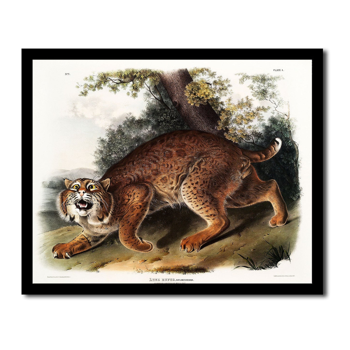 American wild cat by John J. Audubon