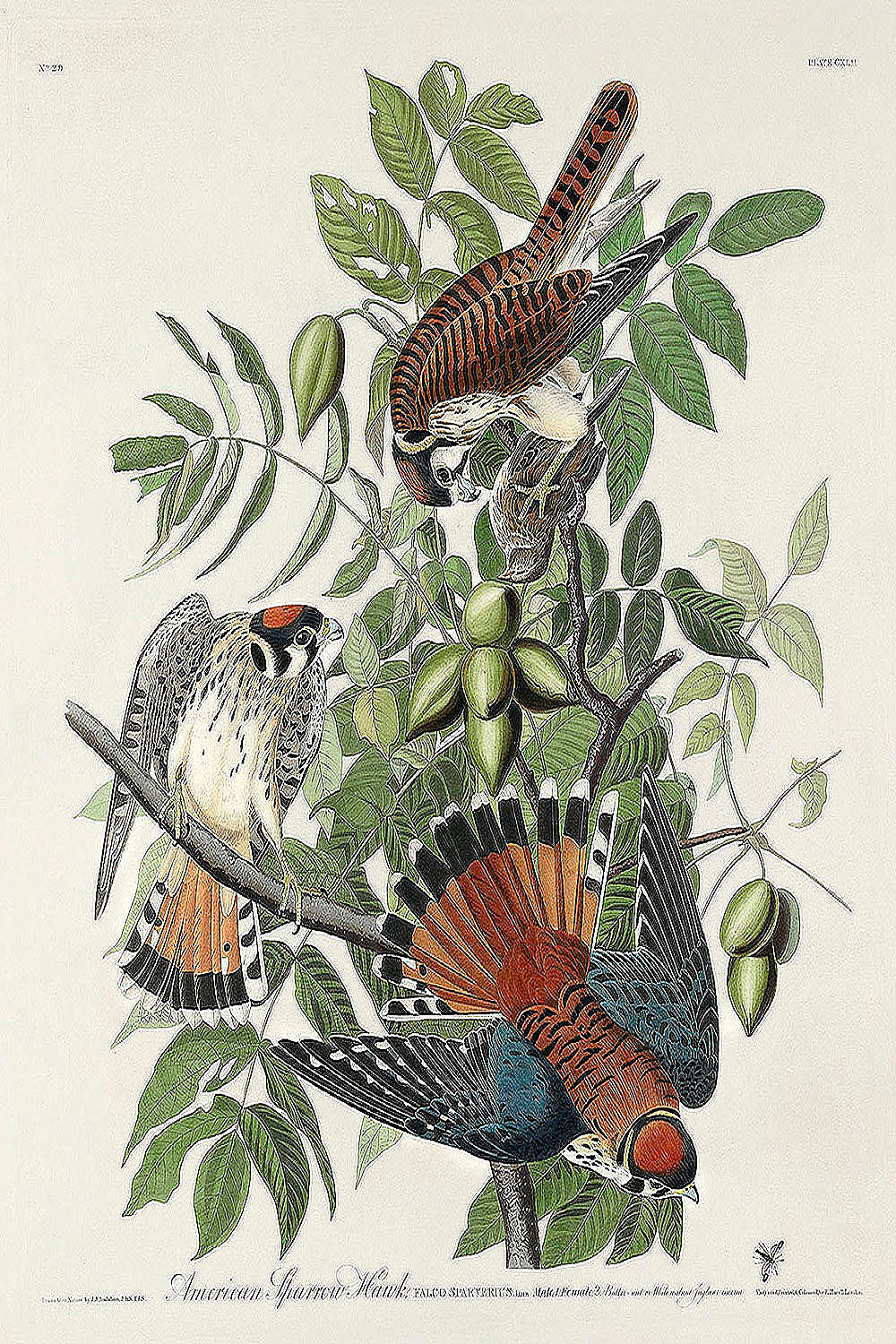 American Sparrow Hawk from Birds of America (1827) by John James Audubon