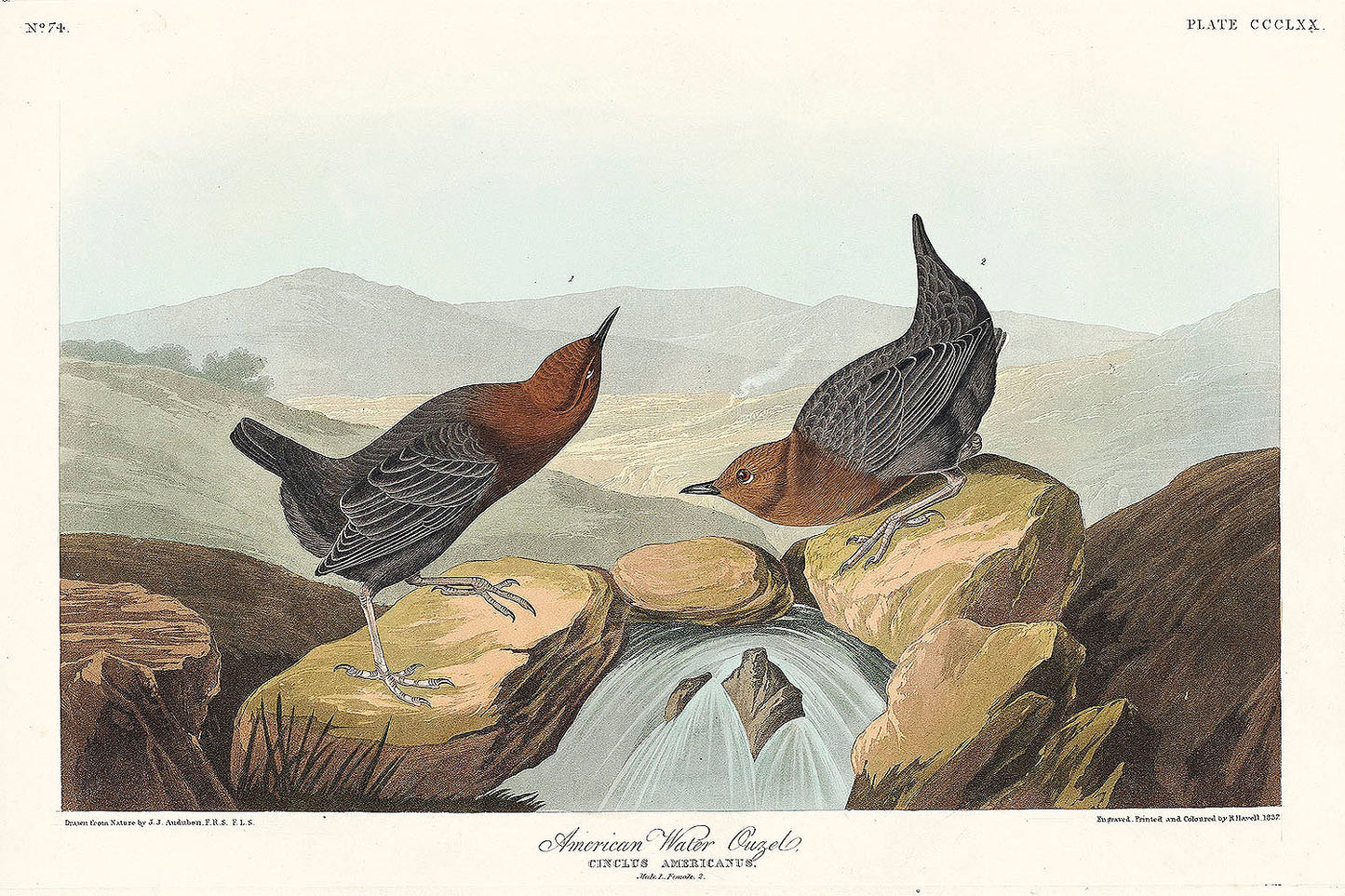 American Water Ouzel from Birds of America (1827) by John James Audubon
