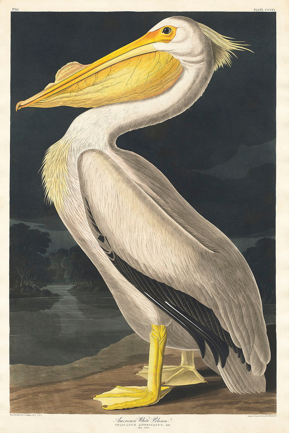 American White Pelican by John James Audubon