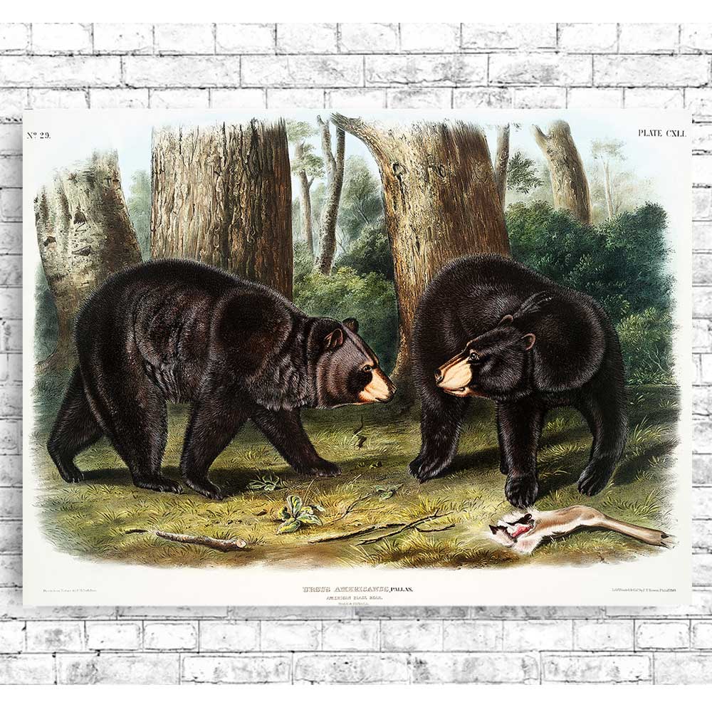 American Black Bear by John J. Audubon