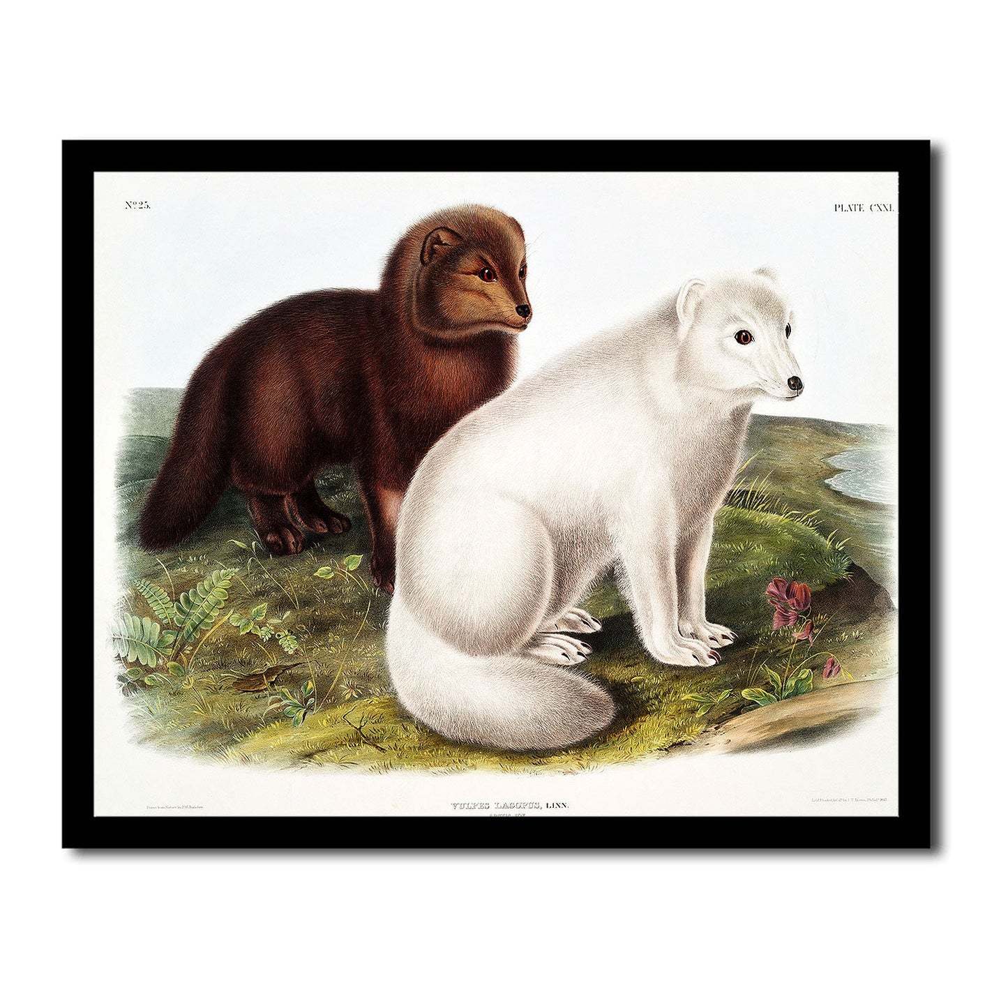 Arctic Fox by John J. Audubon