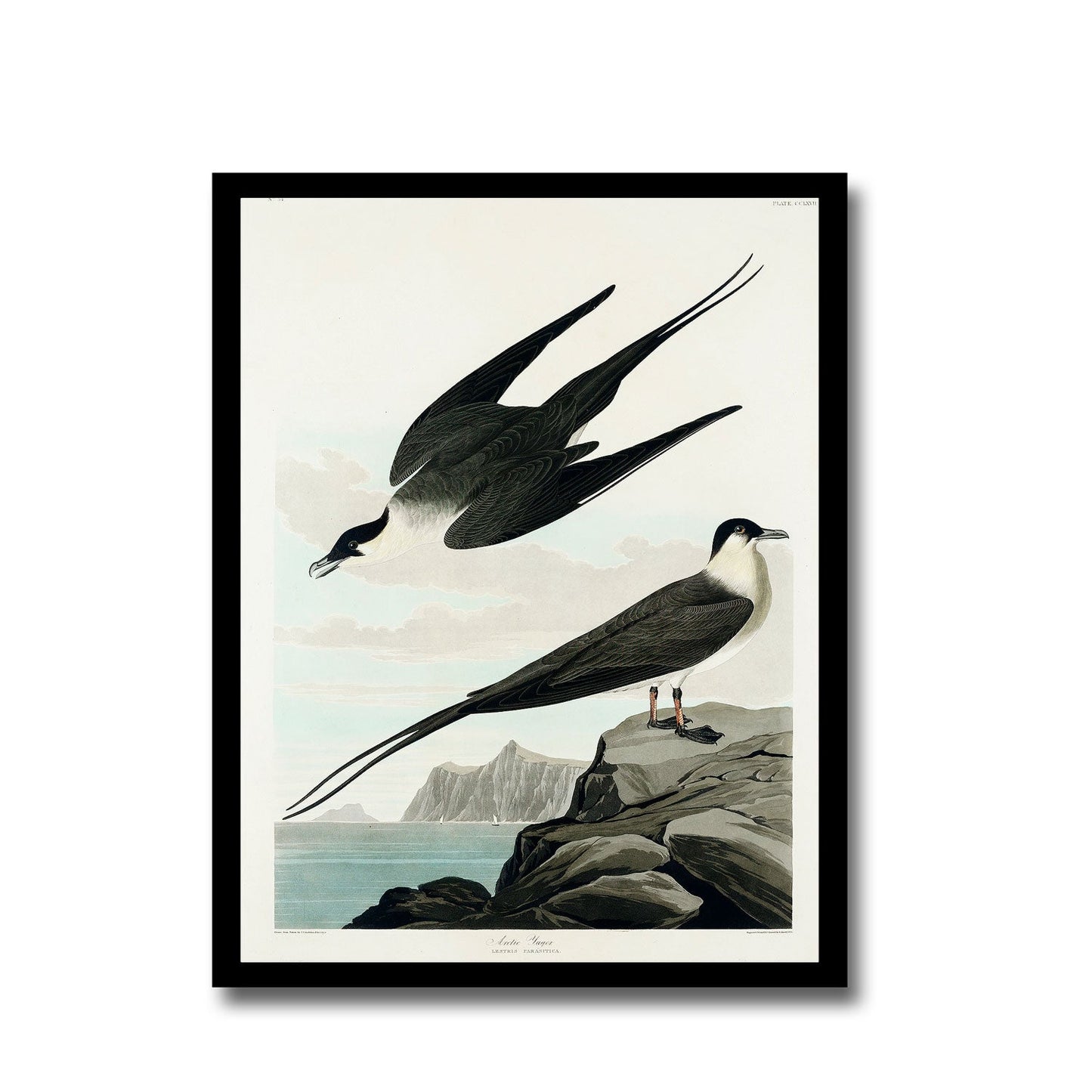 Arctic Yager by John J. Audubon