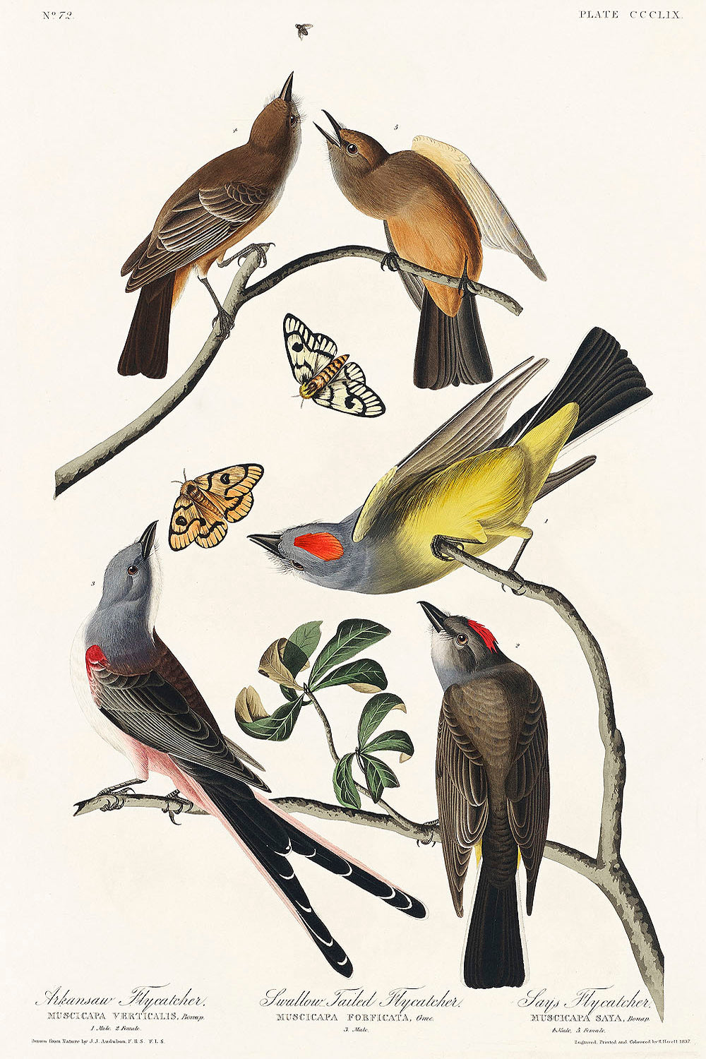 Arkansaw Flycatcher, Swallow-Tailed Flycatcher and Says Flycatcher by John James Audubon
