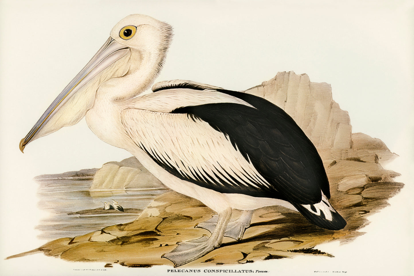 Australian Pelican by Elizabeth Gould (1804-1841)