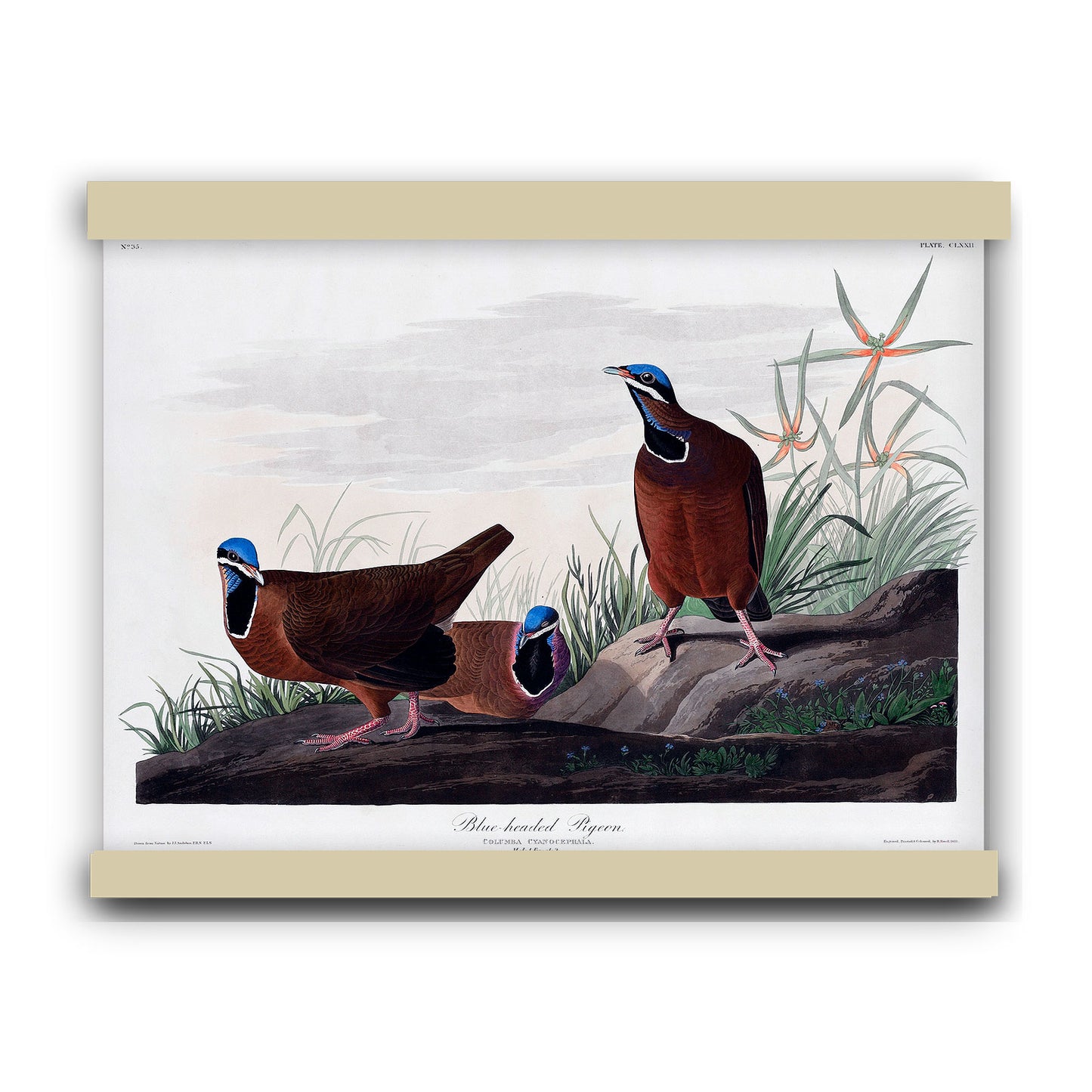 Blue-headed Pigeon from Birds of America (1827) by John James Audubon | Hanging Canvas Art | Choice of Board Colors