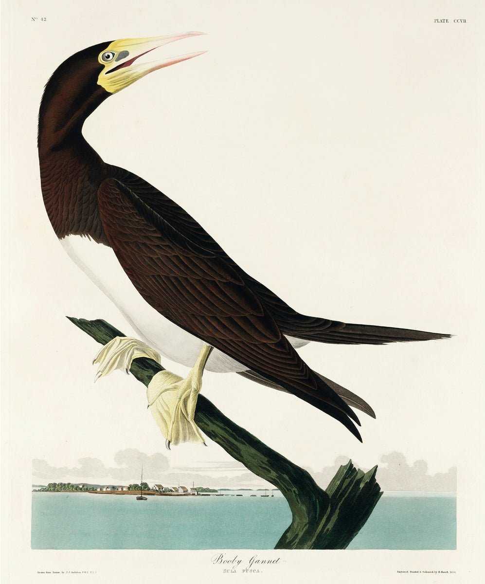 Booby Gannet from Birds of America (1827) by John James Audubon-web