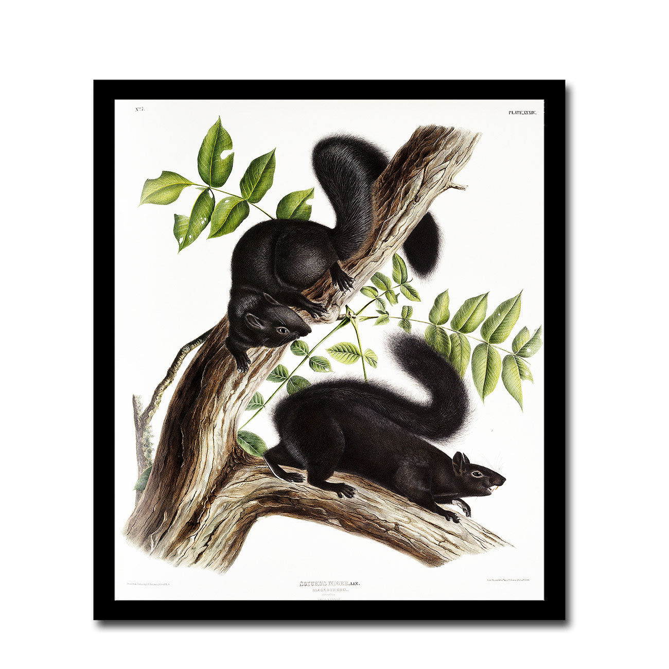 Black Squirrel by John J. Audubon