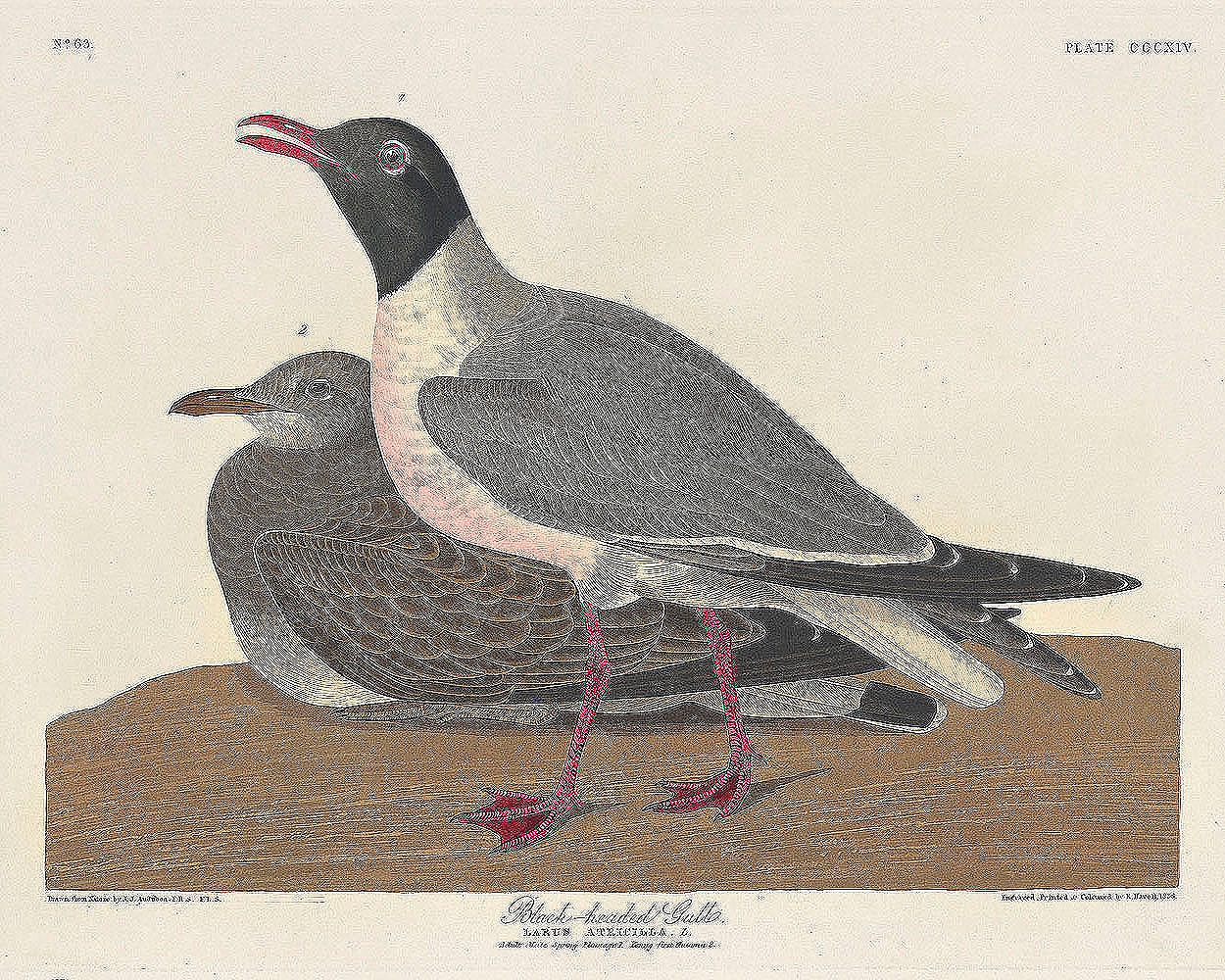 Black-headed Gull from Birds of America (1827) by John James Audubon