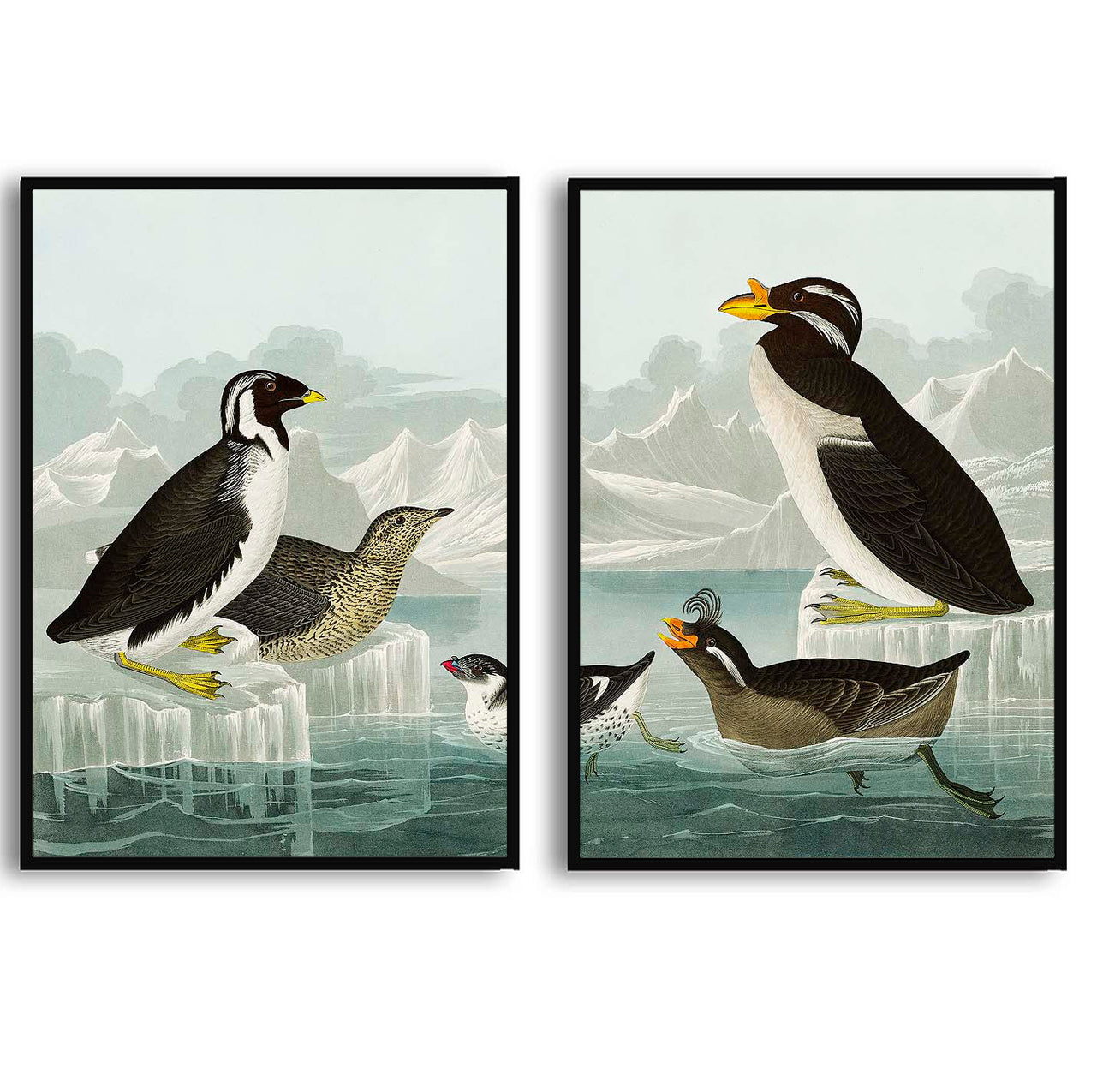 Black-throated Guillemot, Nobbed-billed Auk by John James Audubon | Choose Style | Size & Trim Color