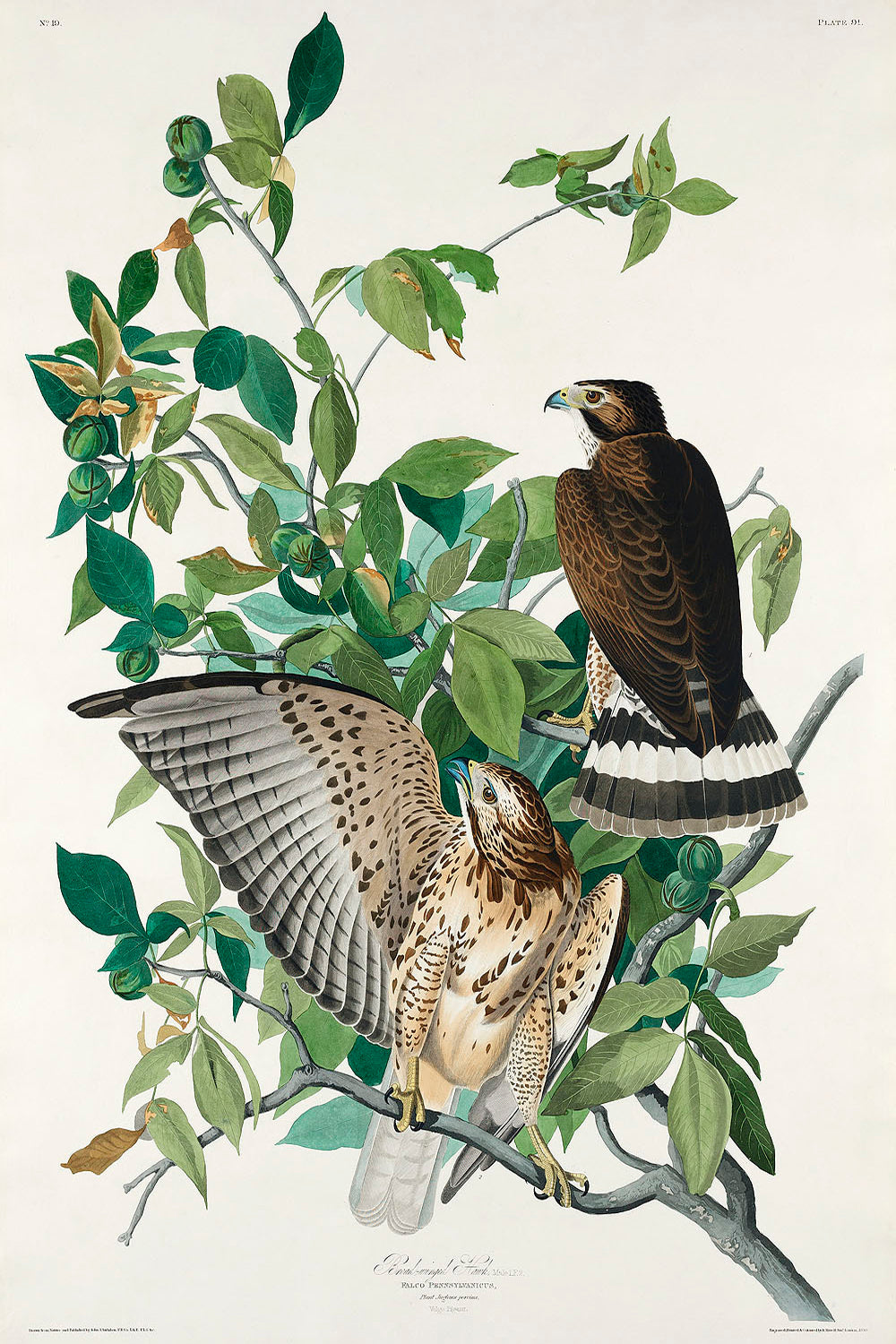 Broad-winged Hawk from Birds of America (1827) by John James Audubon-web