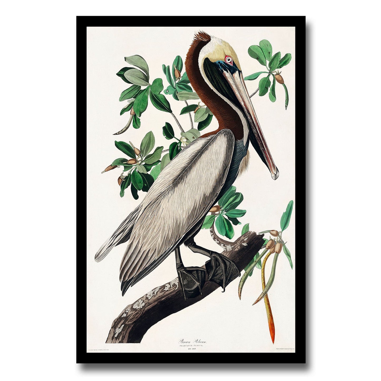 Brown Creeper and Californian Nuthatch by John J. Audubon