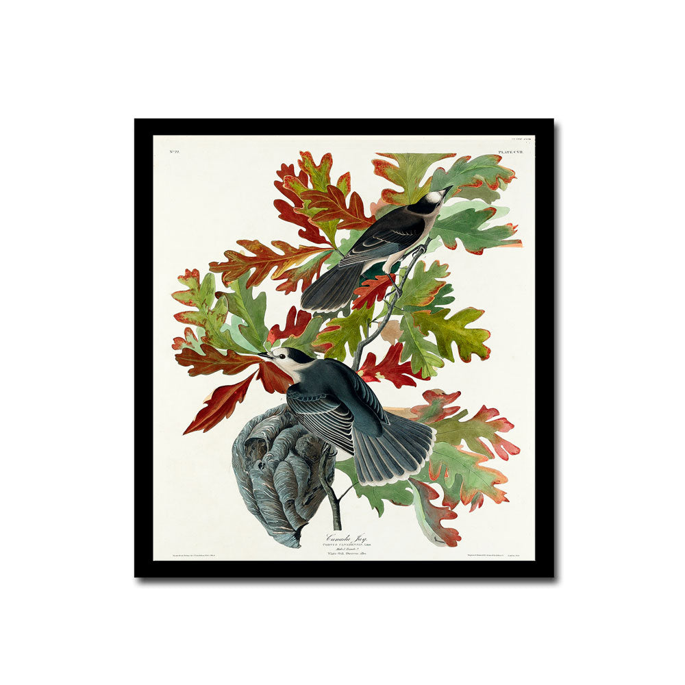 Canada Jay by John J. Audubon