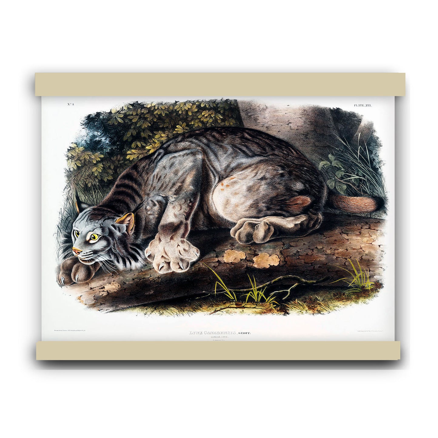 Canada Lynx (Lynx Canadensis) by John James Audubon | Hanging Canvas Art | Choice of Board Colors