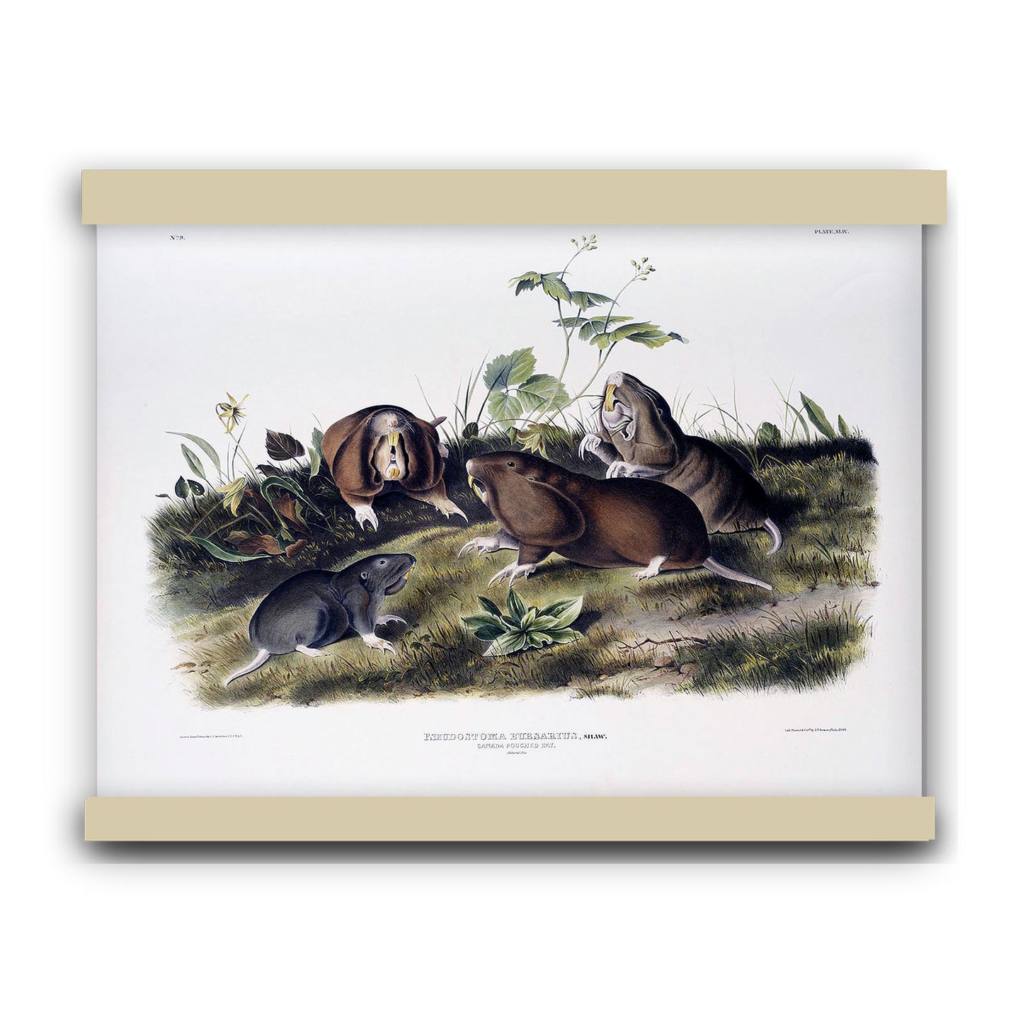 Canada Pouched Rat (Pseudostoma bursarius) by John James Audubon | Hanging Canvas Art | Choice of Board Colors