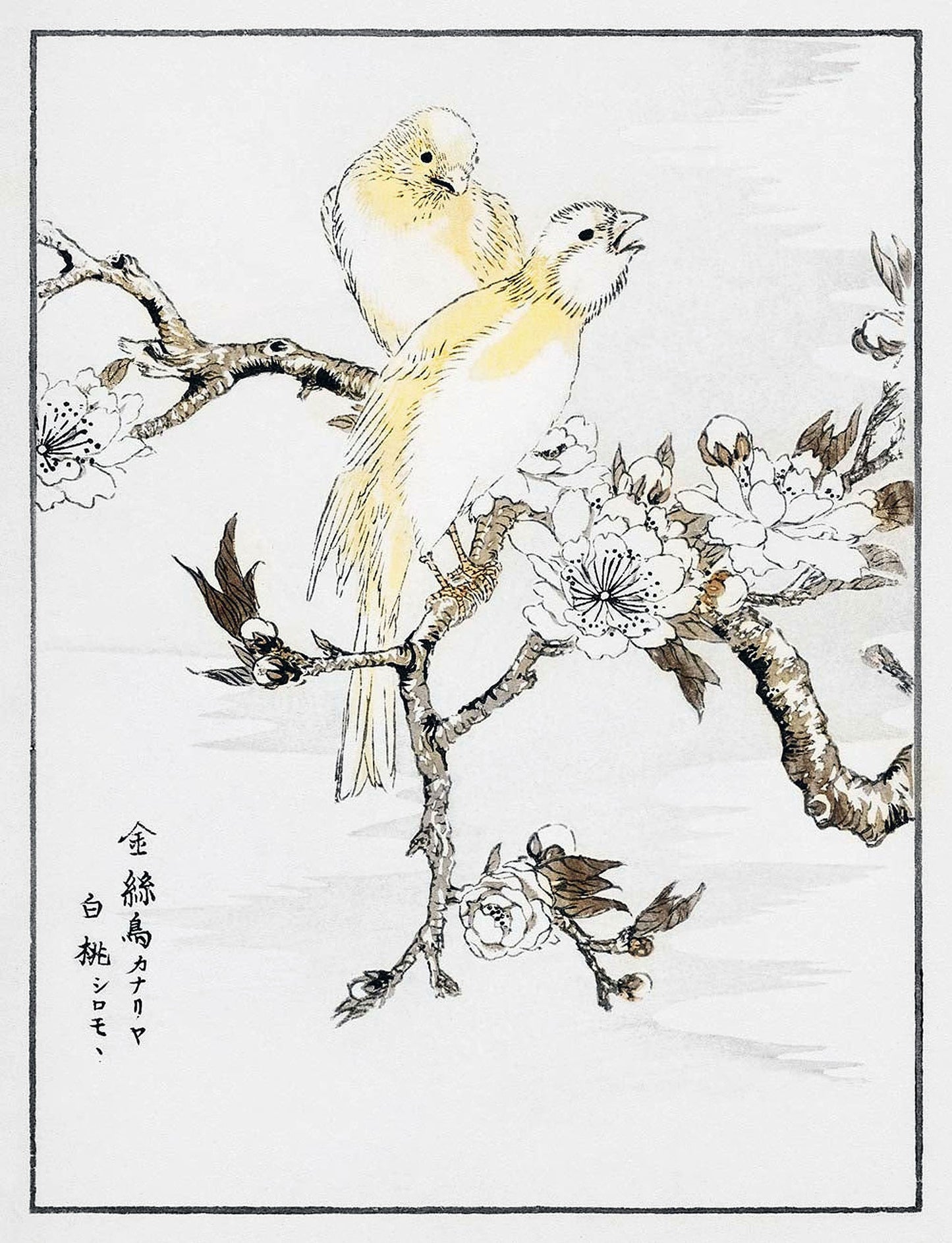 Canary and Peach by Numata Kashyu - DO