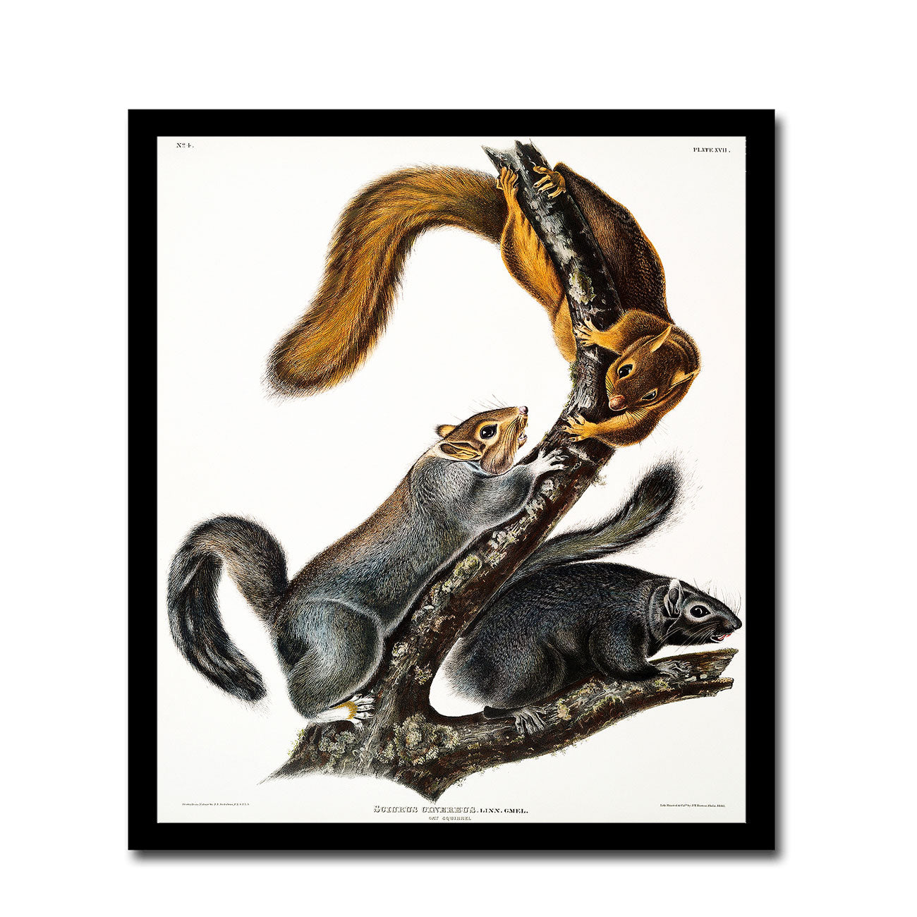 Cat Squirrel by John J. Audubon