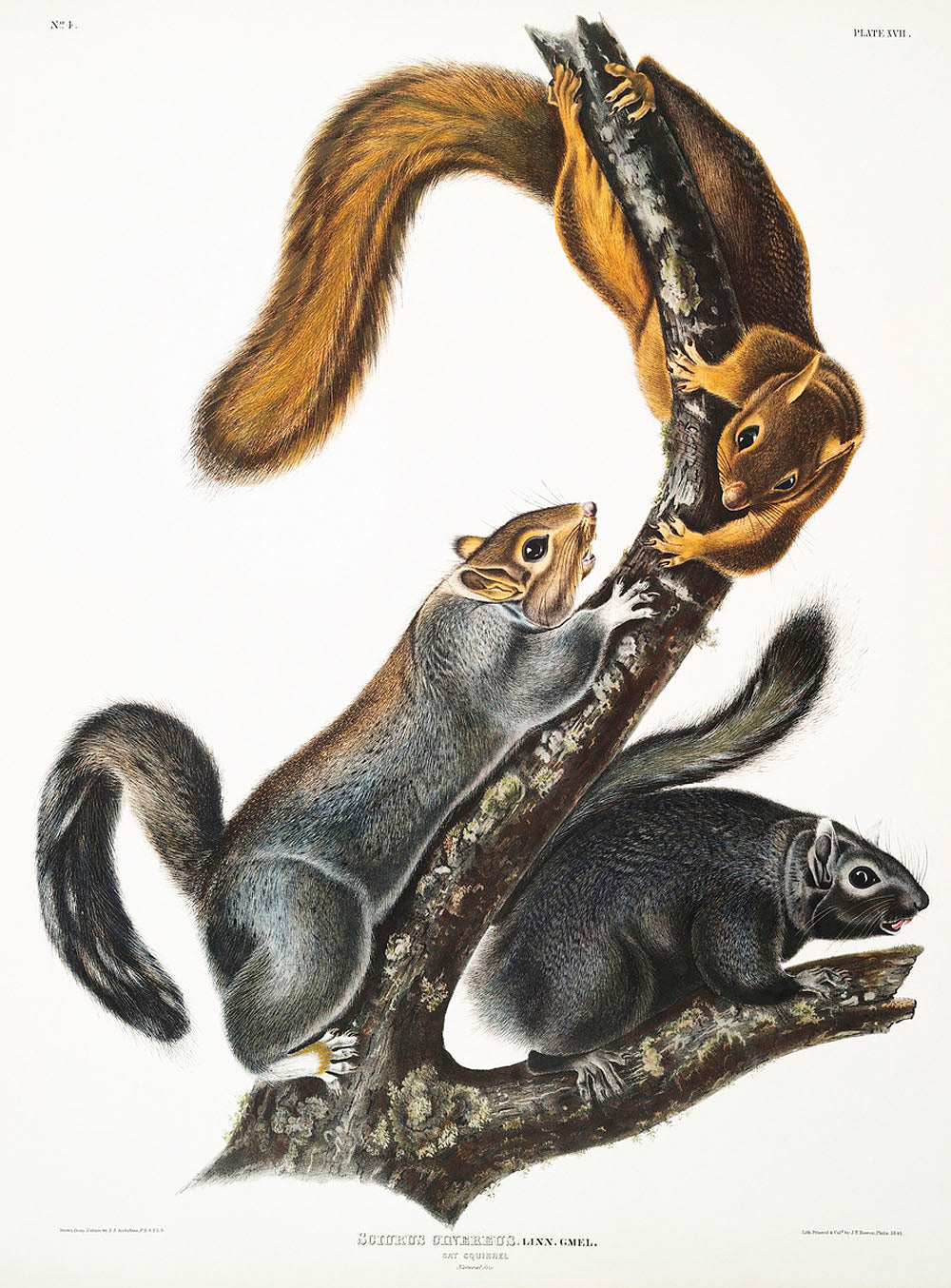 Cat Squirrel (Sciurus cinereus) by John James Audubon
