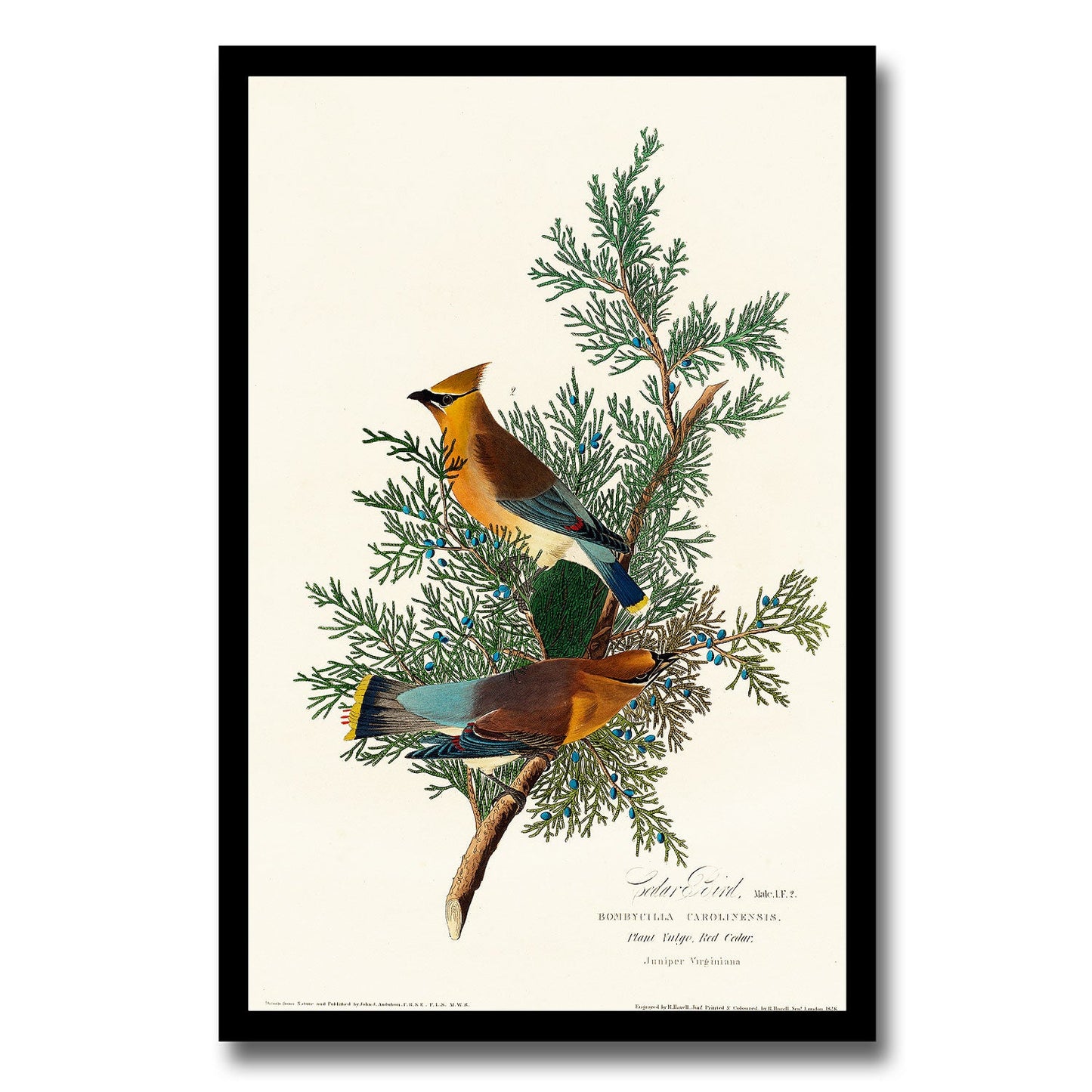 Cedar Bird by John J. Audubon