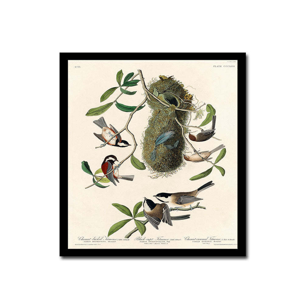 Chestnut-Pigeon by John J. Audubon
