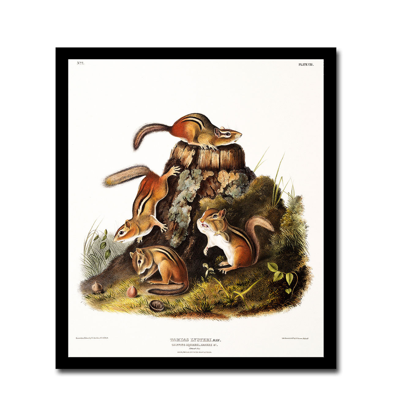 Chipping Squirrel by John J. Audubon