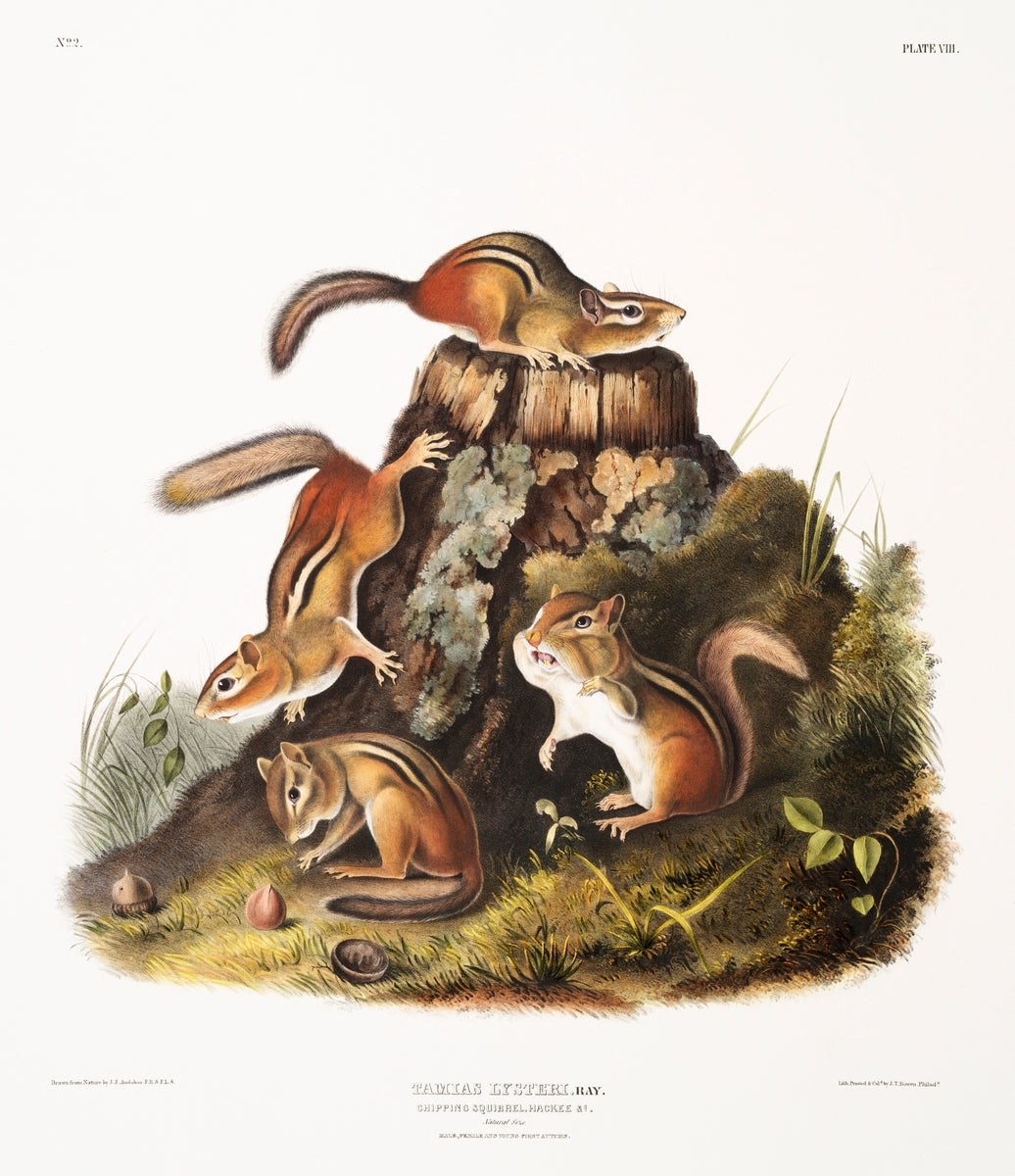 Chipping Squirrel (Tamias Lysterii) by John James Audubon