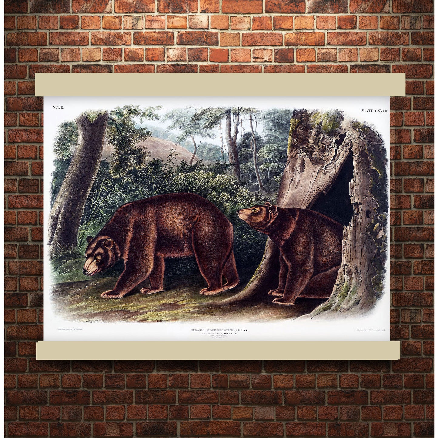 Cinnamon Bear (Ursus Americanus var. Cinnamonum) by John James Audubon