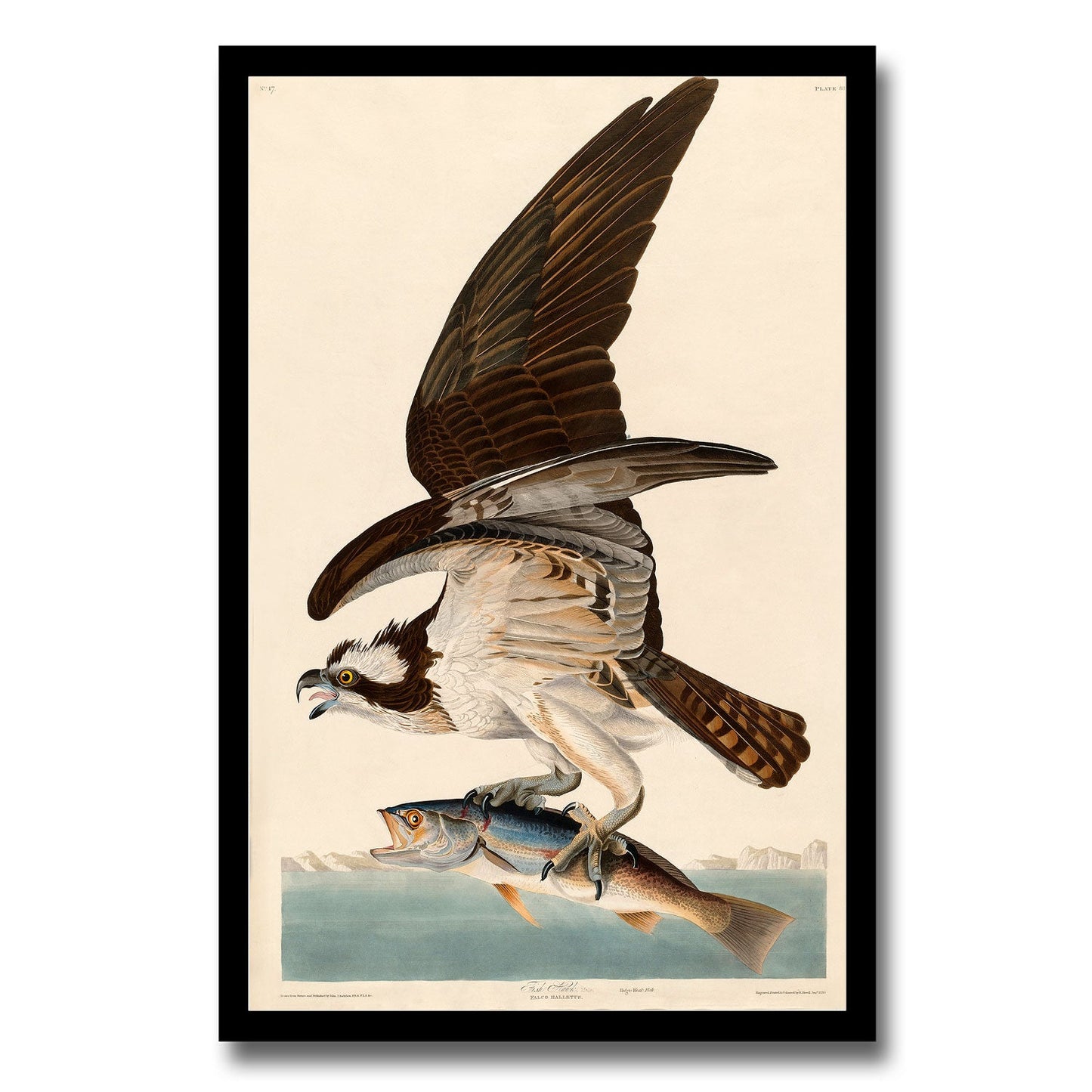Fish Hawk, or Osprey by John J. Audubon