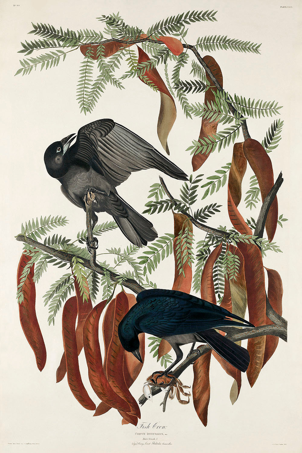 Fish Crow from Birds of America (1827) by John James Audubon