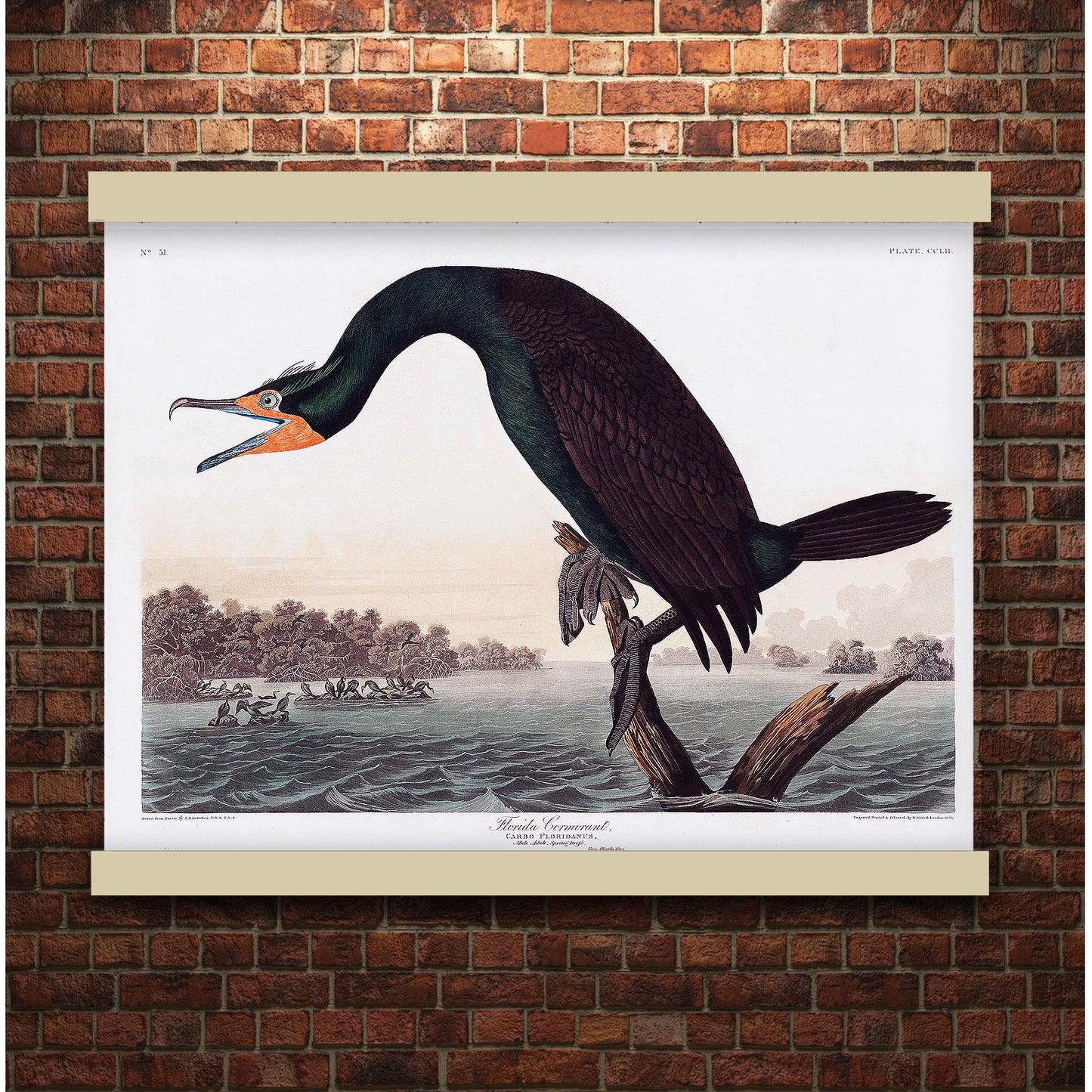 Florida Cormorant from Birds of America (1827) by John James Audubon