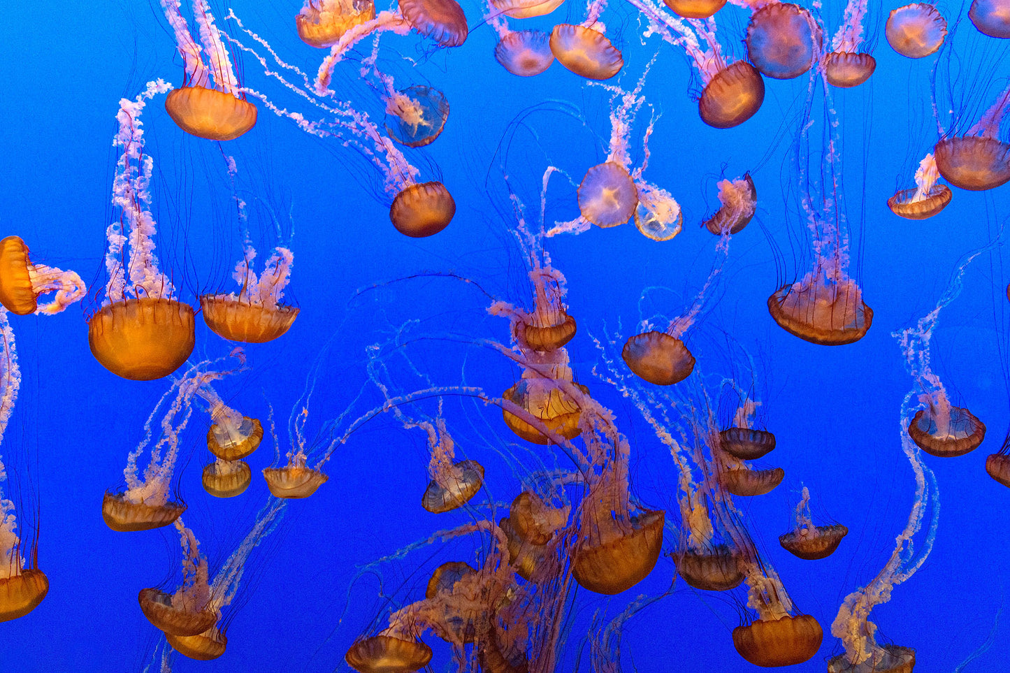 Jellyfish Display | Choose Style | Size & Trim Color