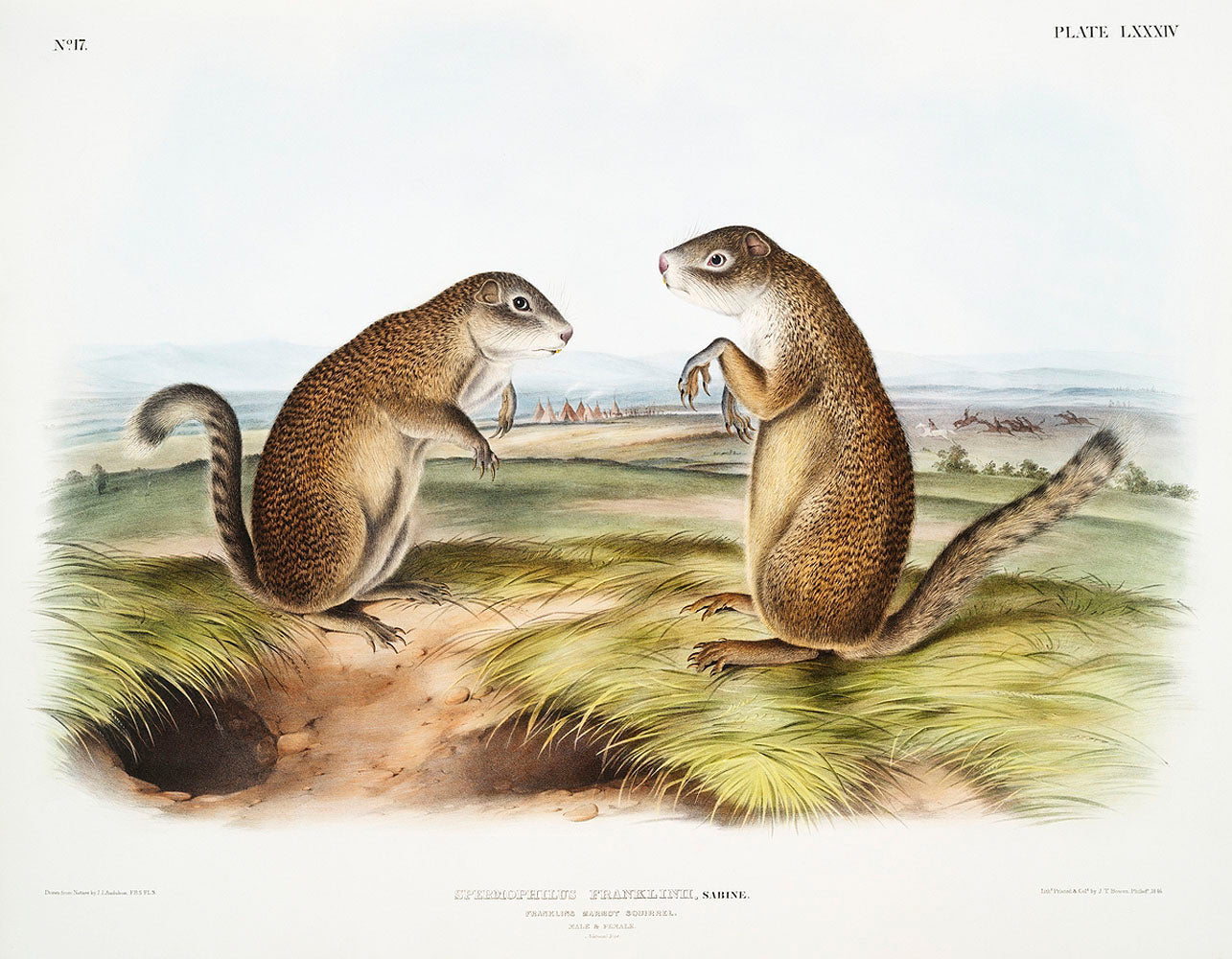 Franklin's Marmot Squirrel (Spermophilus Franklinii) by John James Audubon