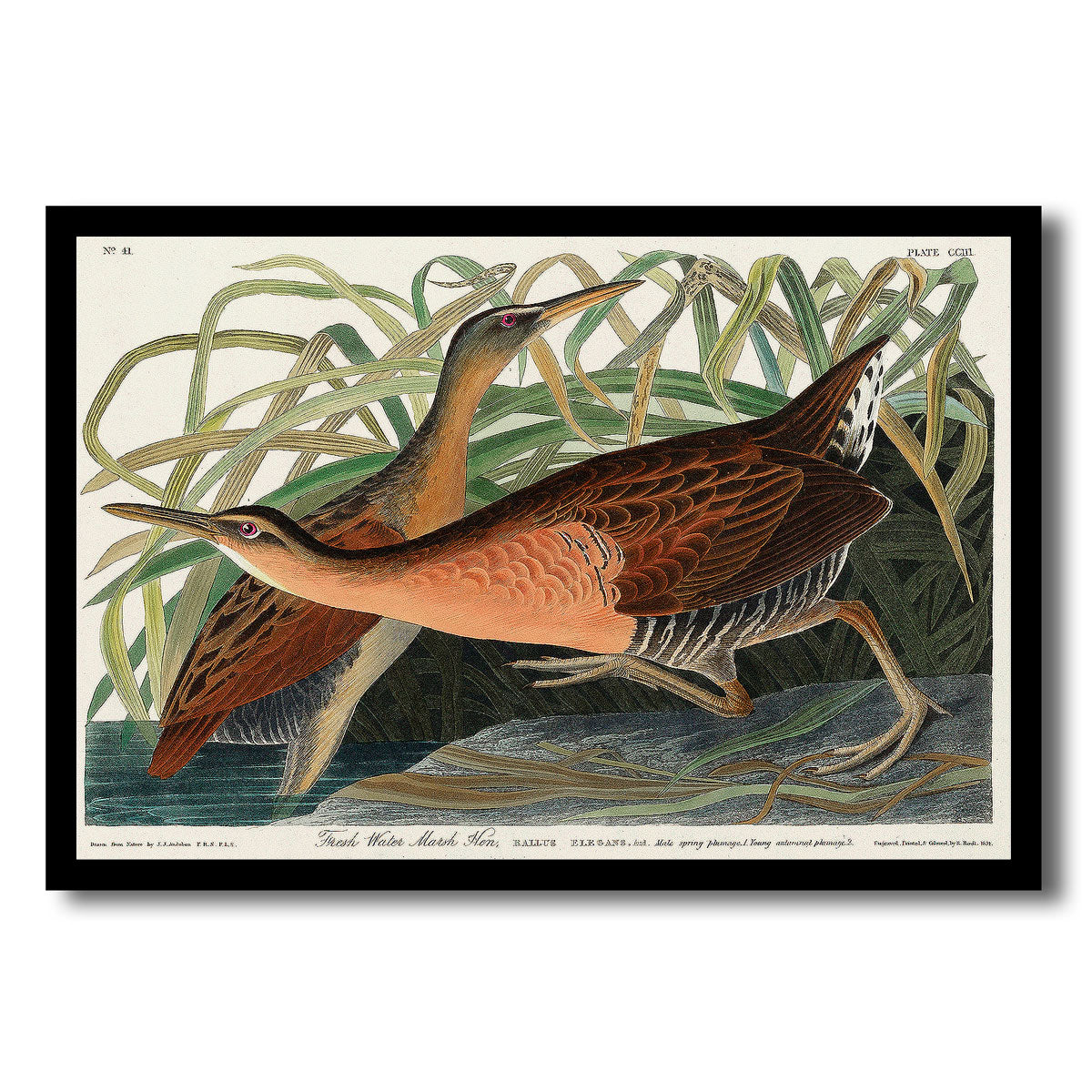 Fresh Water Marsh Hen by John J. Audubon