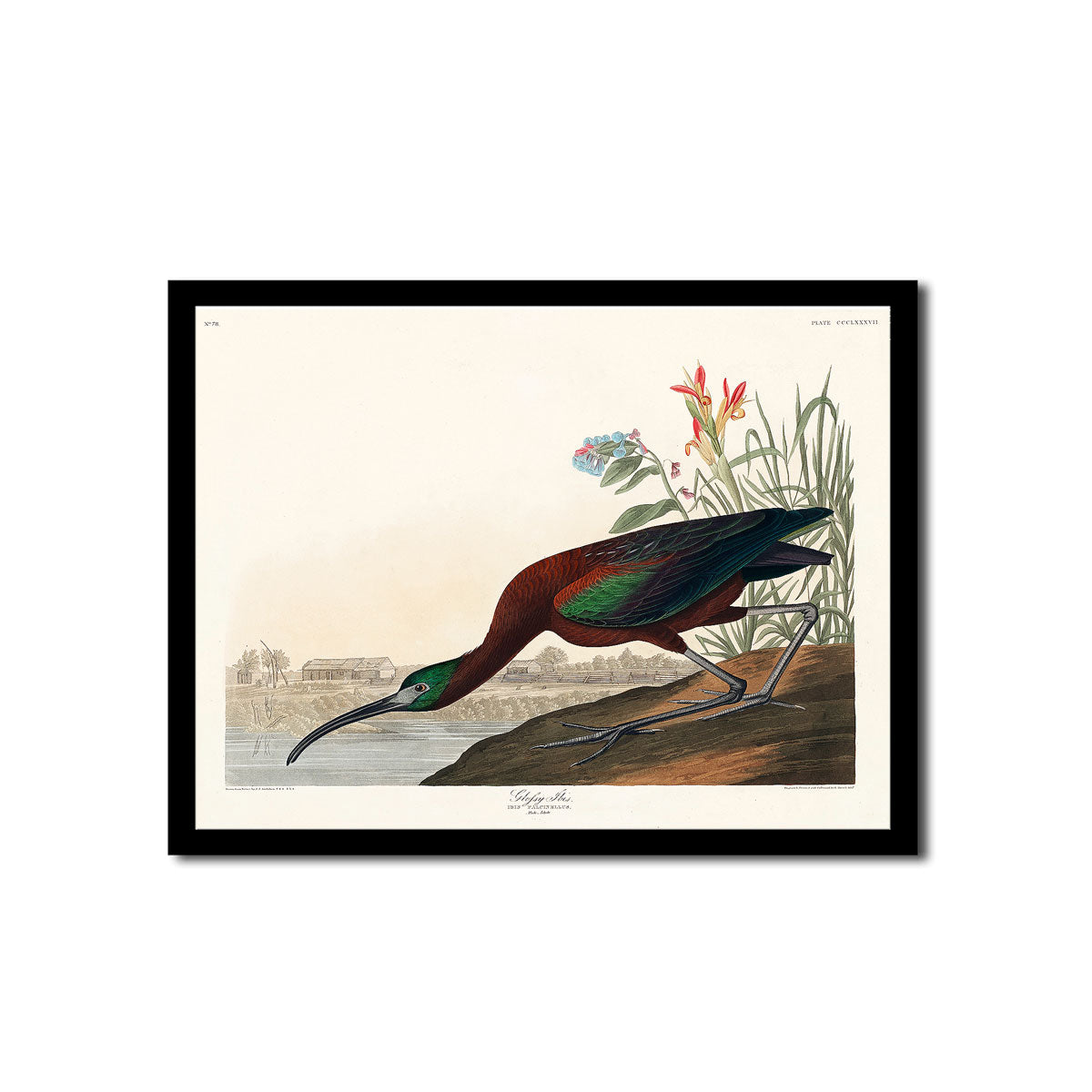 Hooded Merganse by John J. Audubon