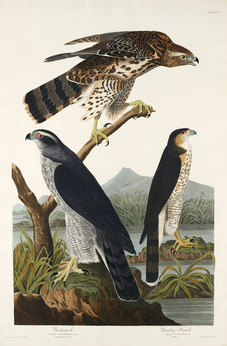 Goshawk and Stanley Hawk from Birds of America (1827) by John James Audubon