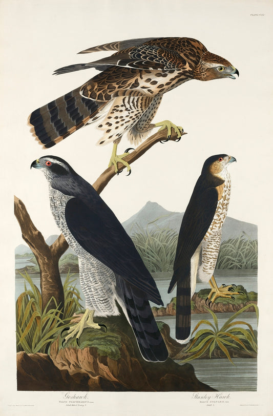 Goshawk and Stanley Hawk from Birds of America (1827) by John James Audubon