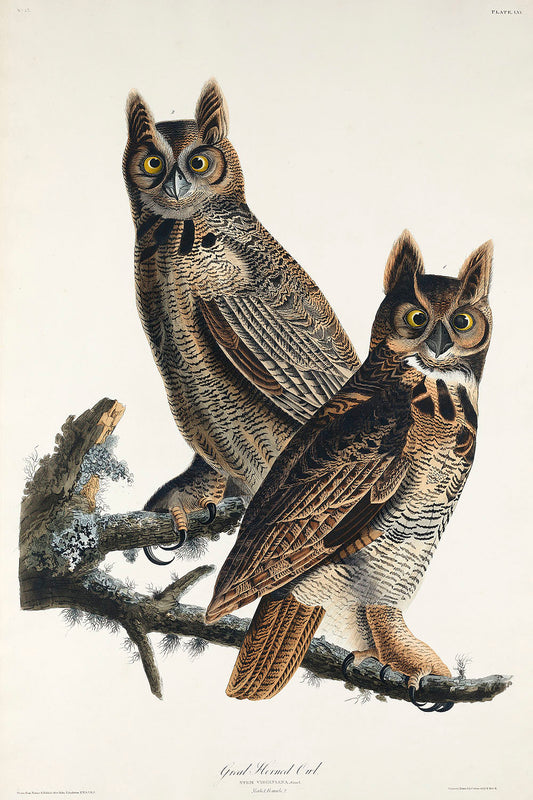 Great Horned Owl from Birds of America (1827) by John James Audubon