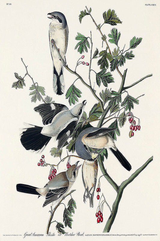 Great cinereous Shrike, or Butcher Bird from Birds of America (1827) by John James Audubon