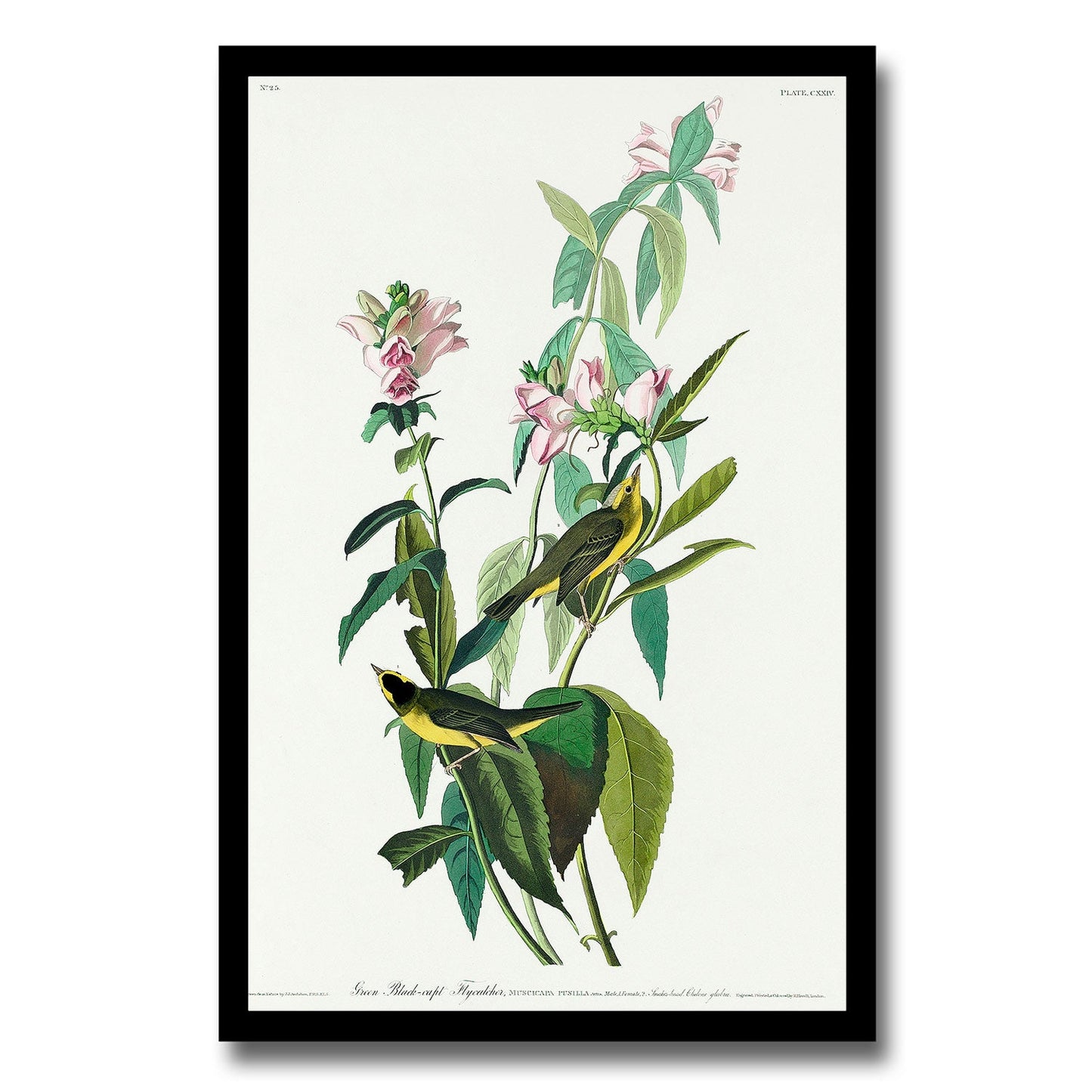 Green Black-Capt Flycatcher by John J. Audubon