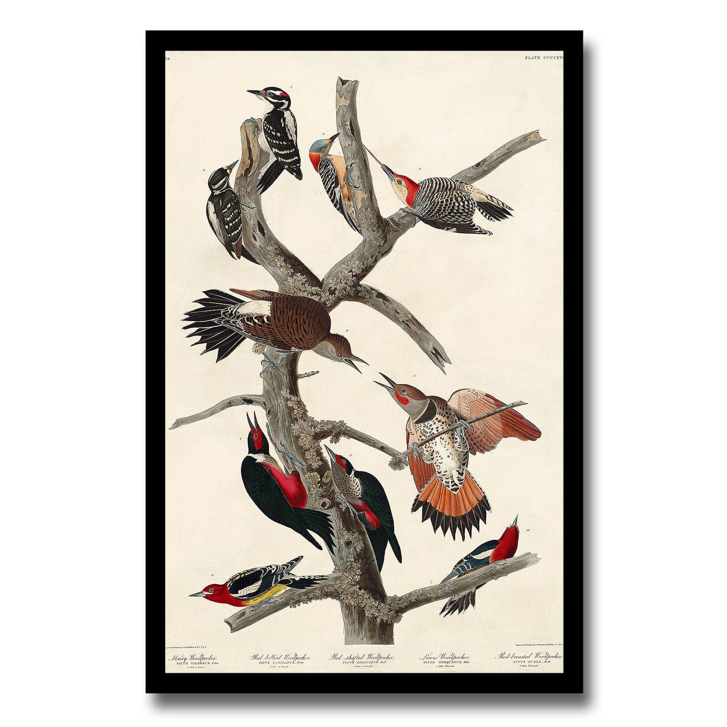 Hairy Woodpecker, Red-bellied, Red-shafted , Lewis', and Red-breasted Woodpecker by John J. Audubon