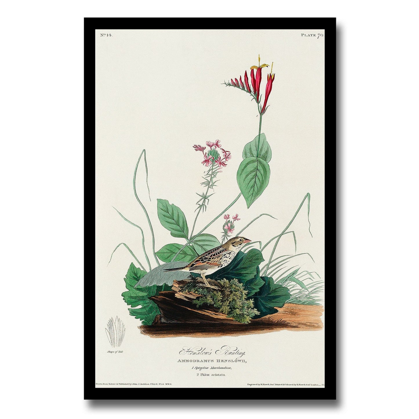 Henslow's Bunting by John J. Audubon