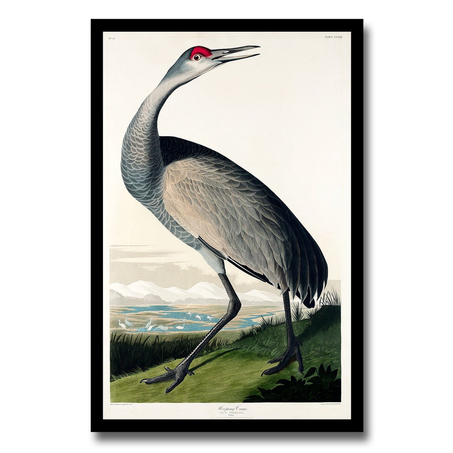 Hooping Crane with Head Up by John J. Audubon
