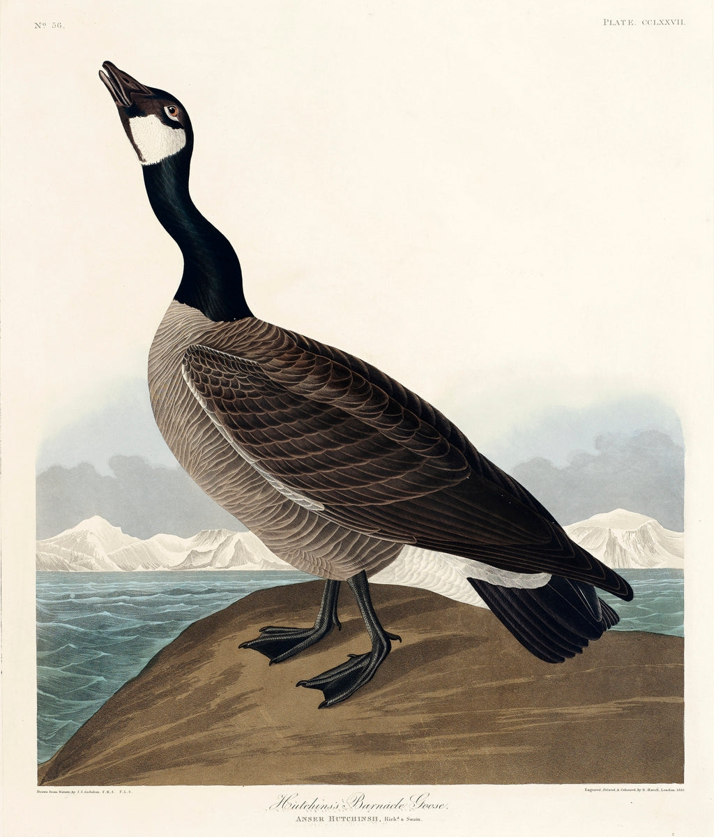 Hutchins's Barnacle Goose from Birds of America (1827) by John James Audubon