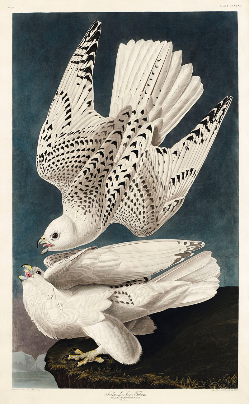 Iceland or Jer Falcon from Birds of America (1827) by John James Audubon