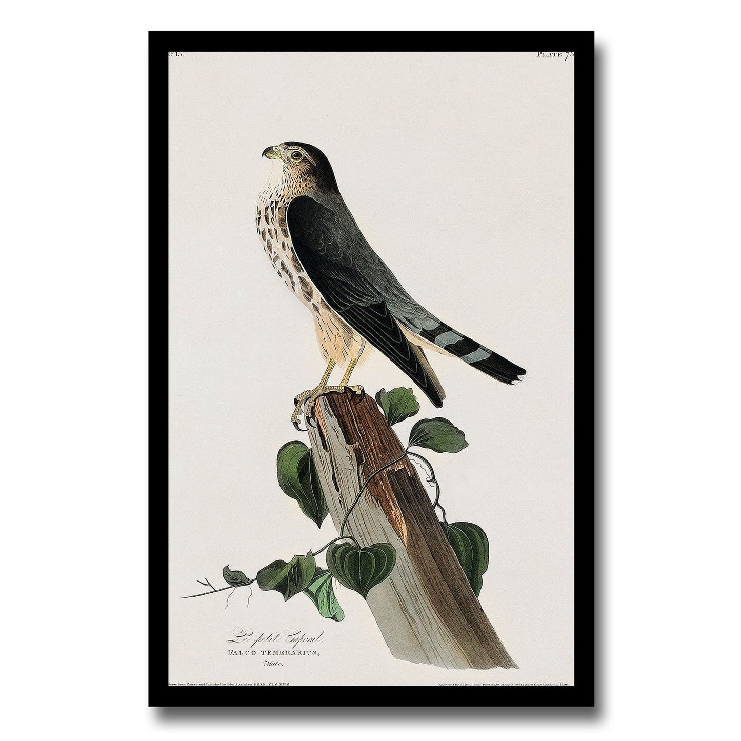 Le Petit Caporal by John J. Audubon